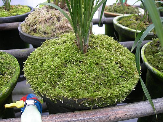 兰花的盆面能用葫芦藓代替水苔吗?-水苔种植兰