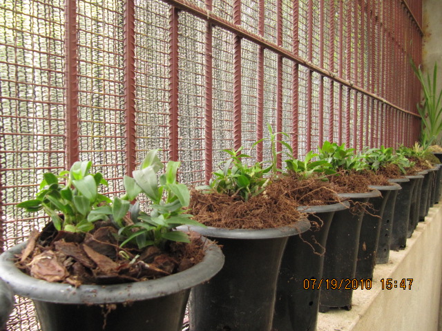 家庭阳台怎样种植铁皮石斛-怎么样在阳台上种