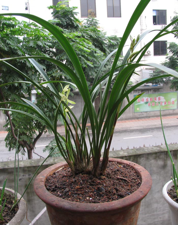 好像是铁骨银针素-建兰篇-中国兰花交易网社区