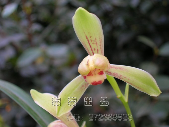 翠霞梅和小凤仙,比较一下.