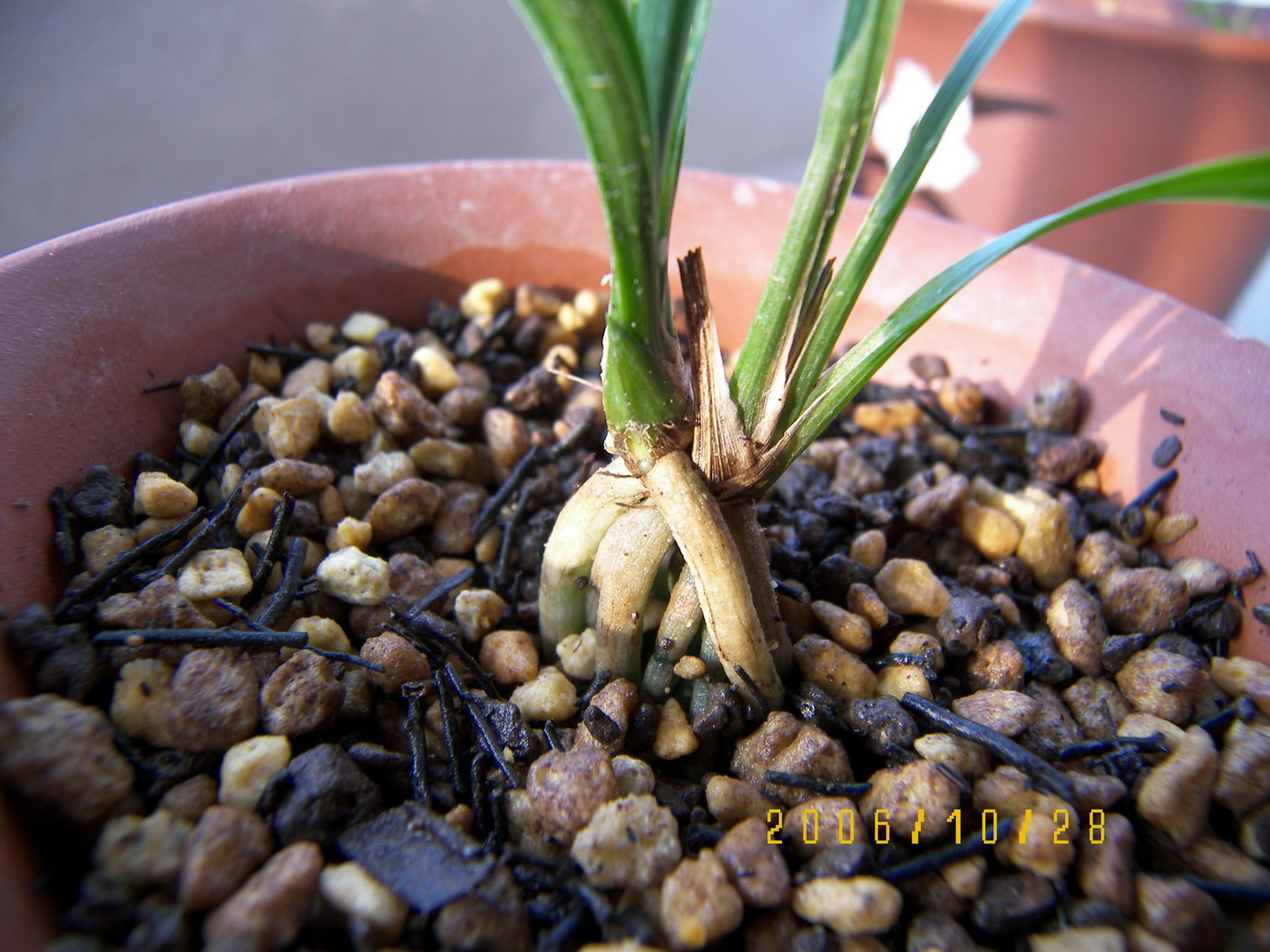 组培绿云阶段性生长情况汇报-春兰篇-中国兰