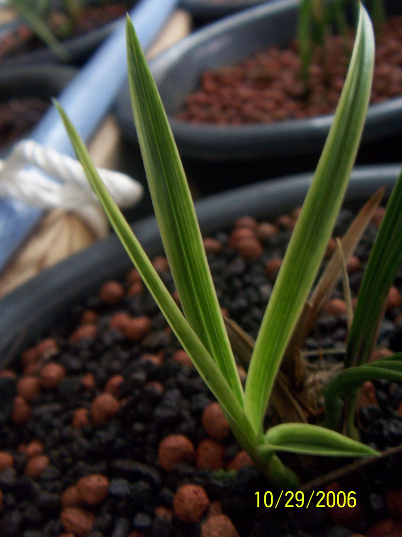 进化2-叶艺篇-中国兰花交易网社区