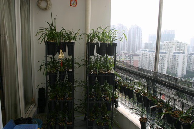 多层花架制作方法。-建兰篇-中国兰花交易网社