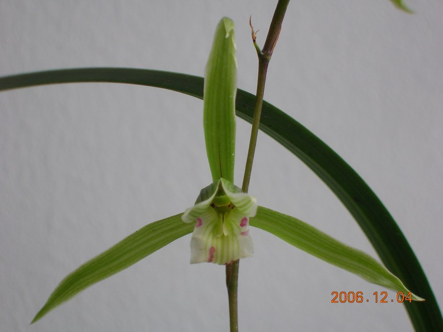 折鹤依然那折鹤-寒兰篇-中国兰花交易网社区