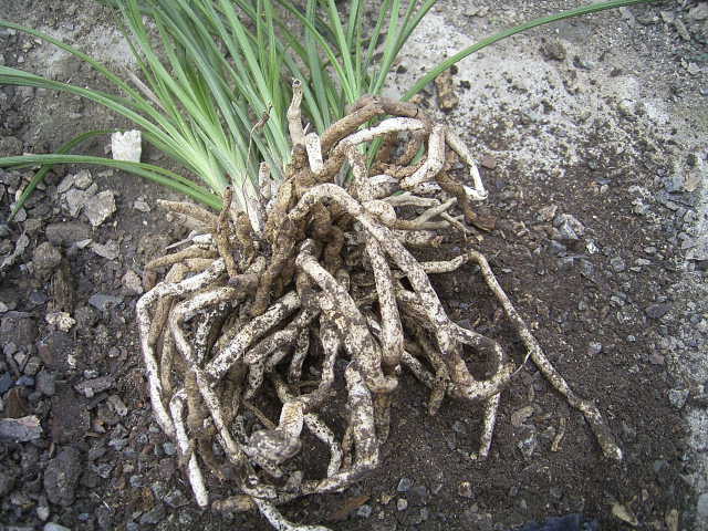 兰花土如何配制: 兰花属肉根植物,它要求土壤疏松肥沃,排水良好且偏