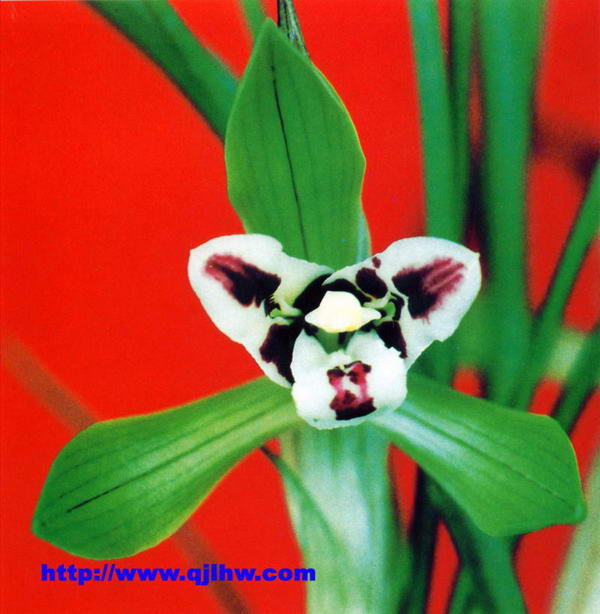 请欣赏华南虎东北虎虎虎生威,比一比白彩虎蕊