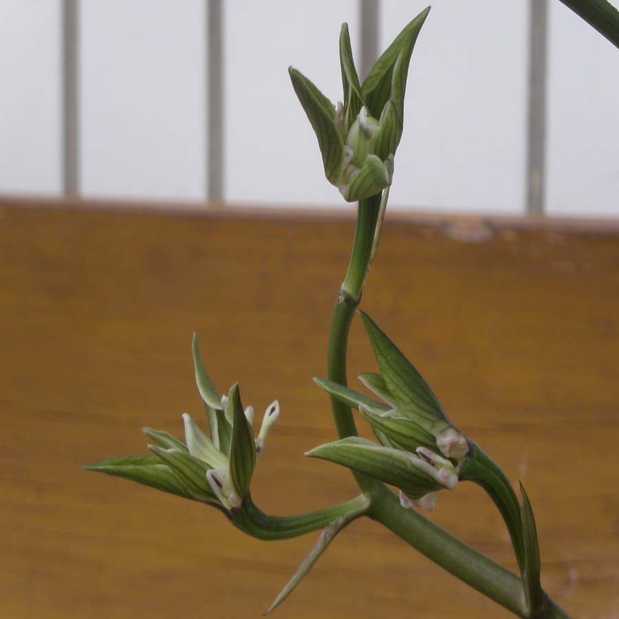 领带花-莲瓣篇-中国兰花交易网社区