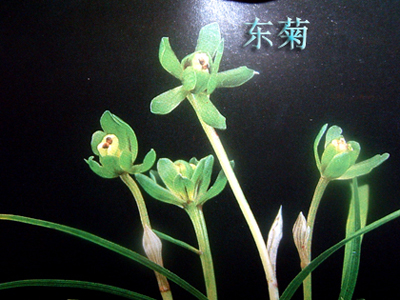 Ȼ羰