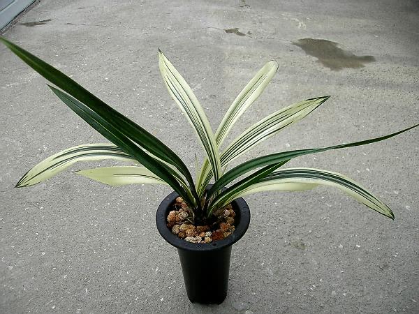 铁山红梅墨兰篇中国兰花交易网社区|铁山红梅