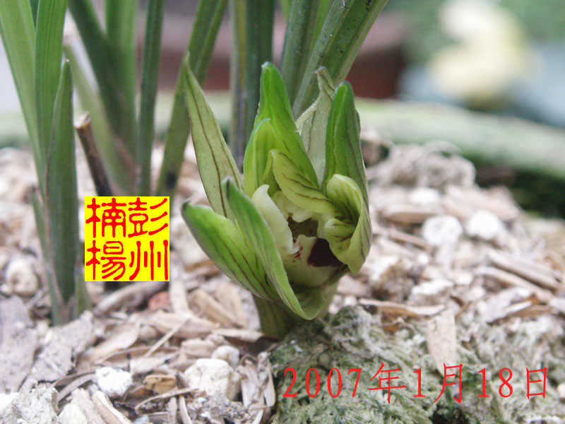 按此在新窗口浏览图片