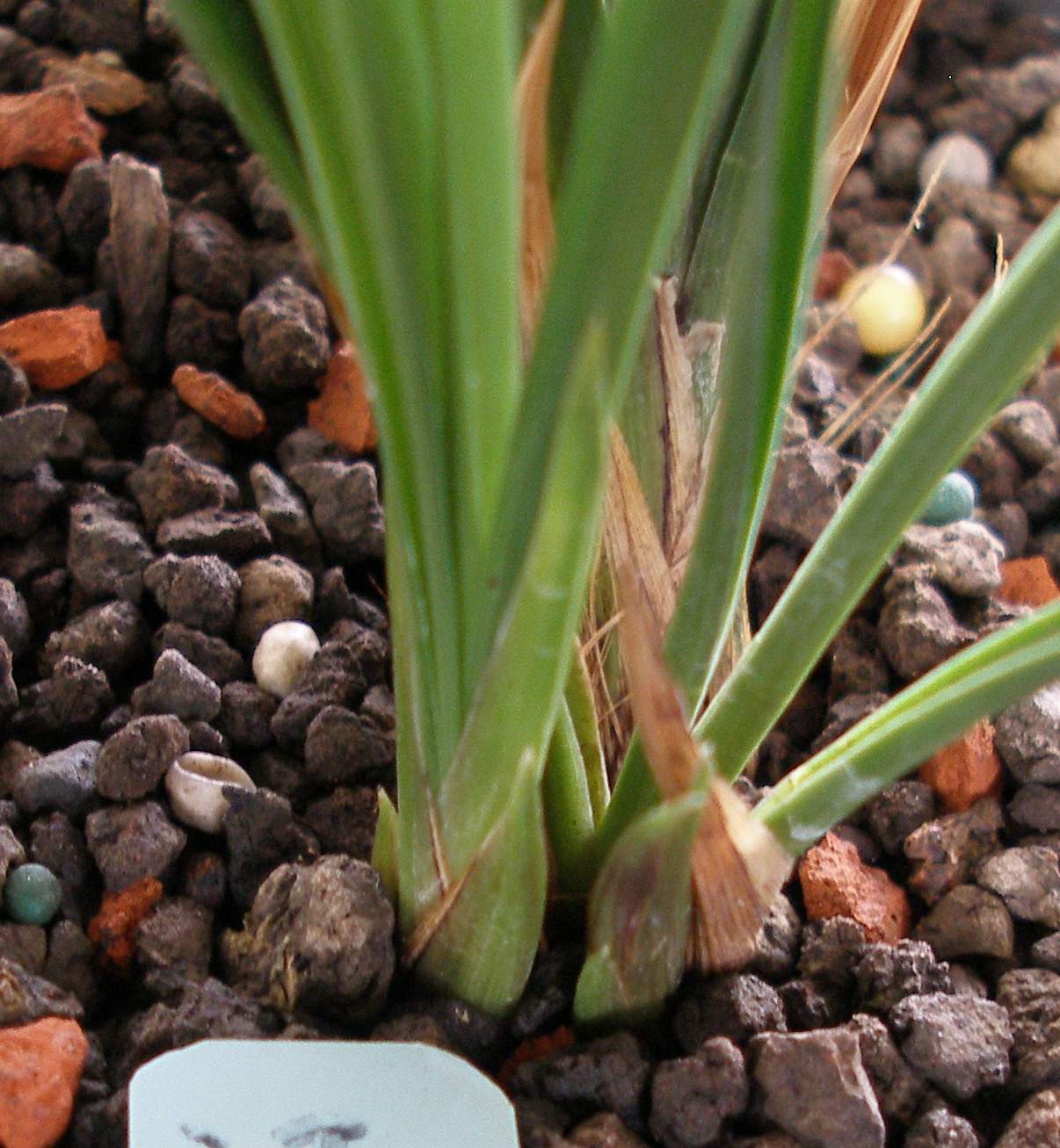 鸭之一族国语,影音先锋秋霞在线播放,问题儿黑