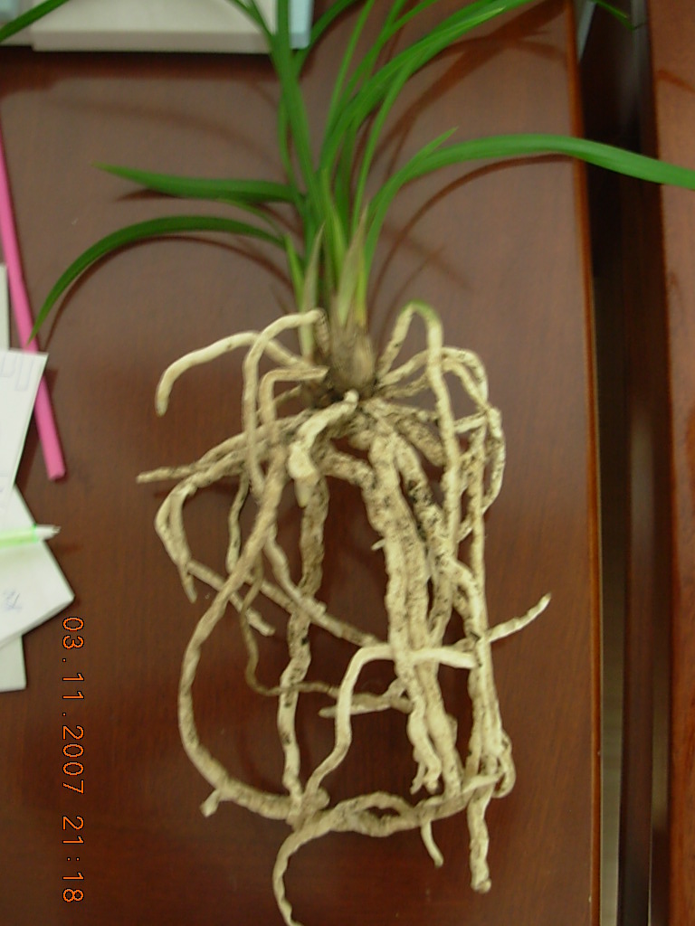 一个新水仙的根.