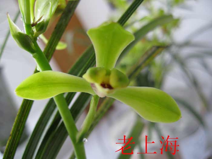 请大家欣赏蕙兰老八种~-蕙兰篇-中国兰花交易