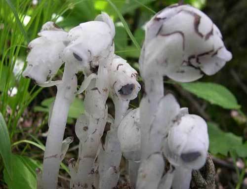 水晶兰?你见过吗