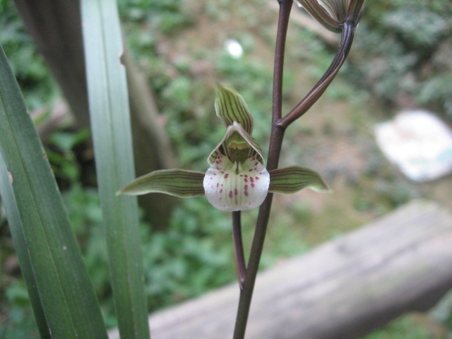 细叶寒兰花欣赏