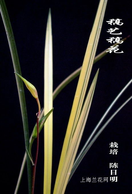 上海寒兰展获特金银铜奖的部分花(给大家展示