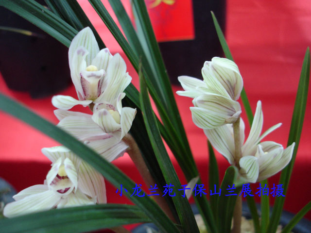 云南省保山市第25届兰花博览会部分图片(超多