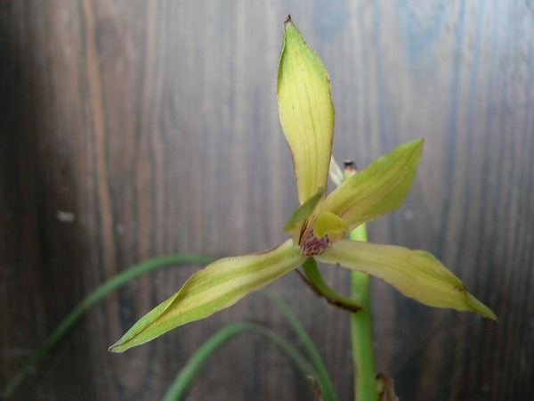 湖北万河蕙兰展我的收获-中透缟花-蕙兰篇-中国