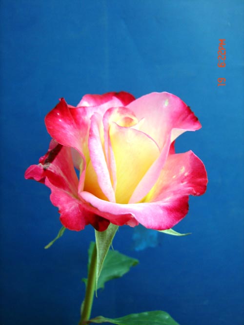 月季红双喜的魅力