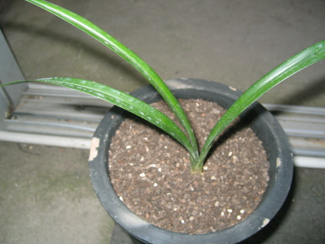 翠玉荷(立叶荷)?图片