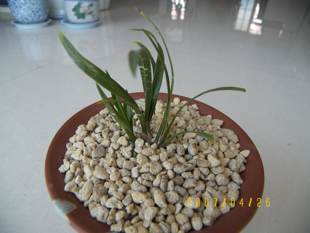 组培绿云阶段性生长情况汇报_续1-春兰篇-中