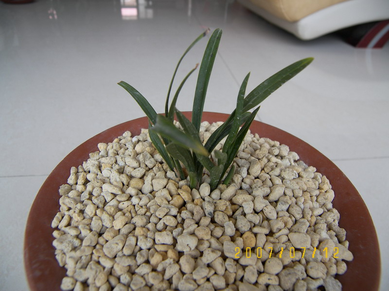 组培绿云阶段性生长情况汇报_续2-春兰篇-中