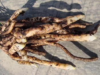 关于东北养兰使用柞树叶的问题探讨-种养心得-中国兰花交易网社区