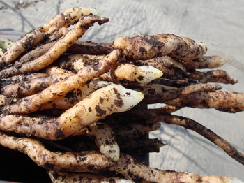 关于东北养兰使用柞树叶的问题探讨