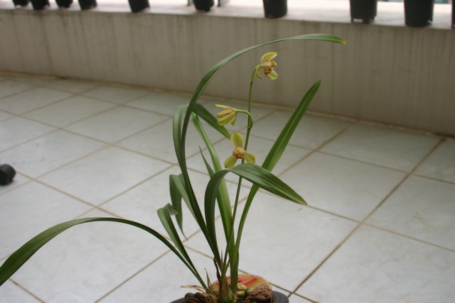 今天最漂亮的花是我的