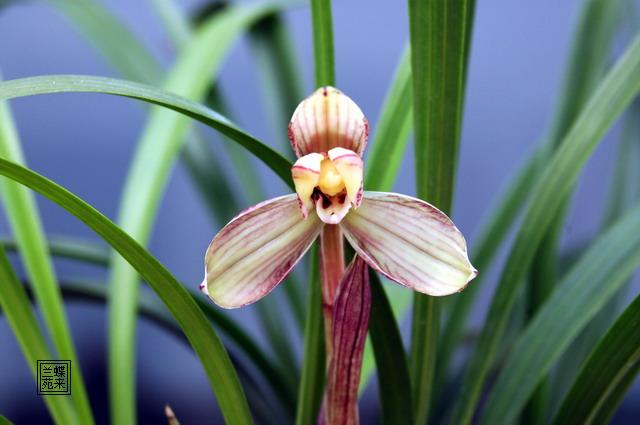 四川春兰红孩儿花花苞草形