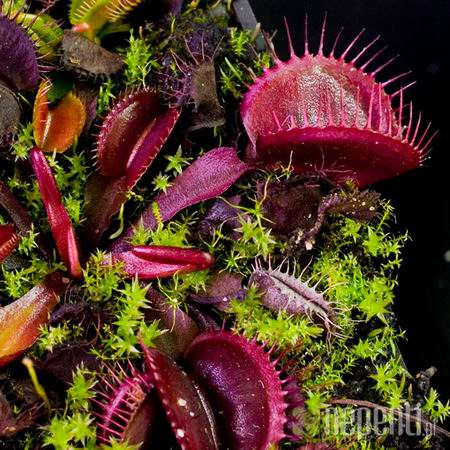 捕蝇草的养殖常识!-以兰会友-中国兰花交易网社