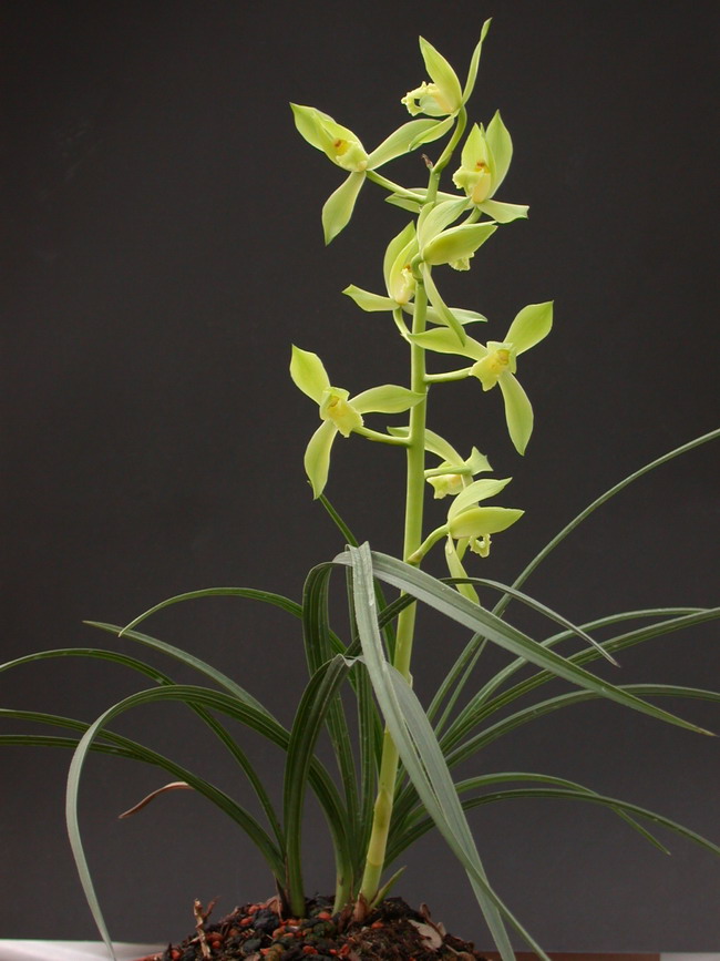 哪位朋友有好点的素心蕙兰.-蕙兰篇-中国兰花交易网社区