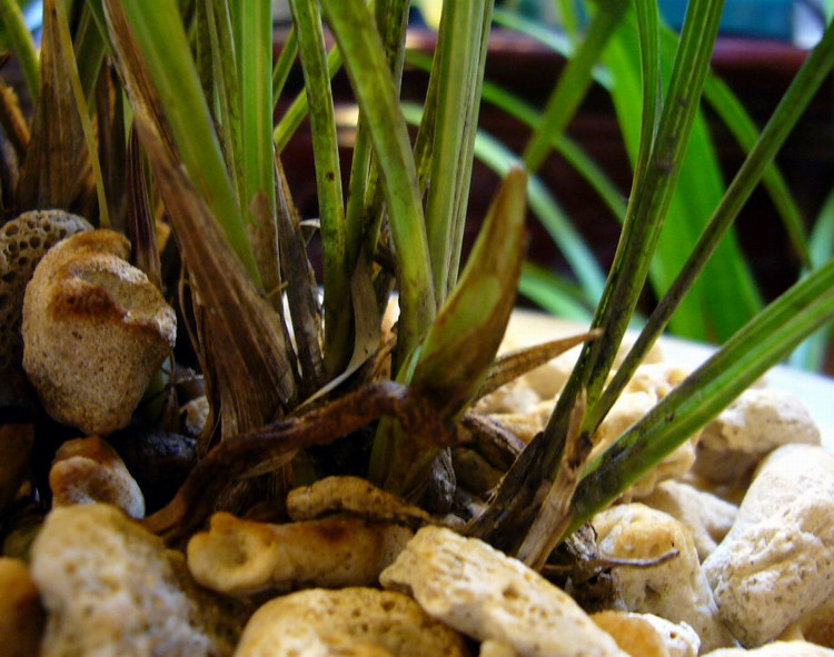 中国在水培兰花技术上应居世界领先地位?