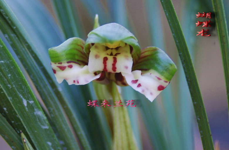 蝴蝶龙花苞花和草形