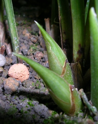 雅雀兰楼2007花苞鉴赏