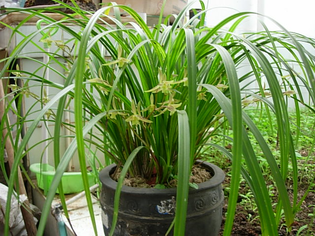 刚开的秋芝素与蕊蝶(套叶兰)-茶余兰后-中国兰