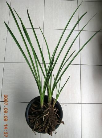 今偶得一下山草,请就草和拍摄给予指点,谢谢!-