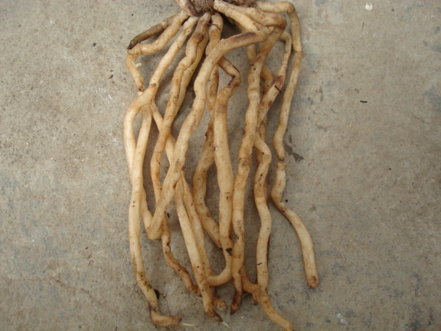 拍品265167带5花!杨氏素荷补根图