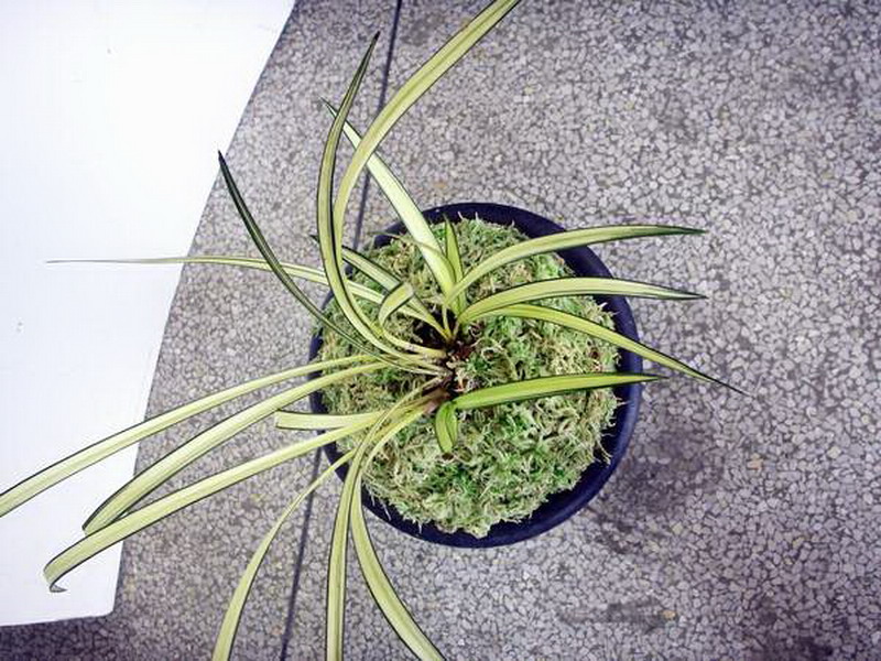 云南白墨==秋榜兰==雄狮3