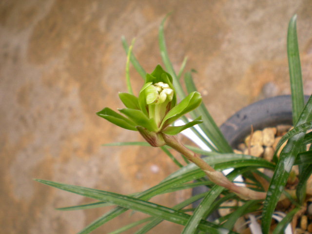 春兰奇花"东菊"花开!