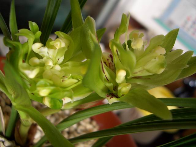 最香的兰花_兰花哪个品种最好最香 兰花最香的品种是春兰 宋梅为春兰