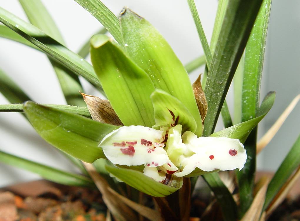 请大家欣赏贵州兰花之乡榕江县08年兰展部分花品