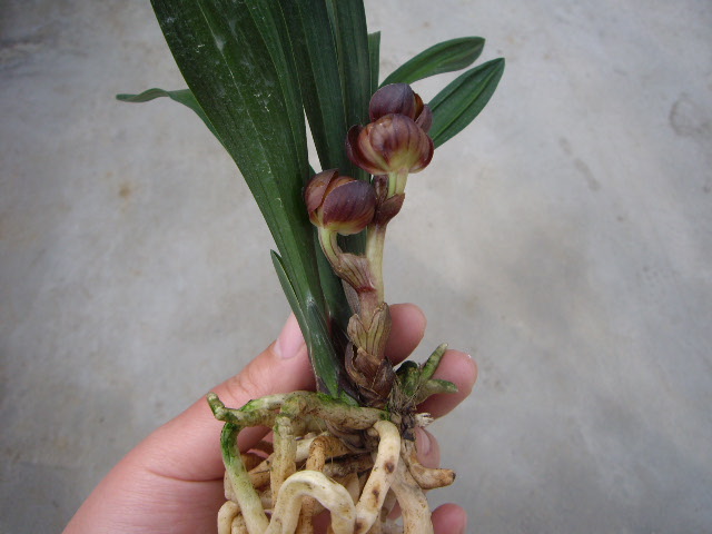 东帝摩荷也有两种吗?-组培杂交兰-中国兰花交