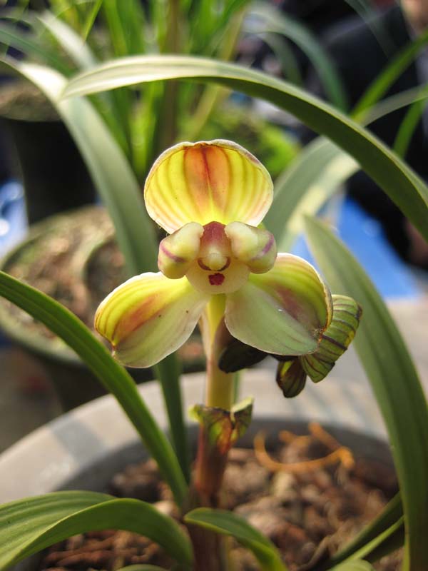 请教哪种相机拍微距效果好-摄影书画-中国兰花