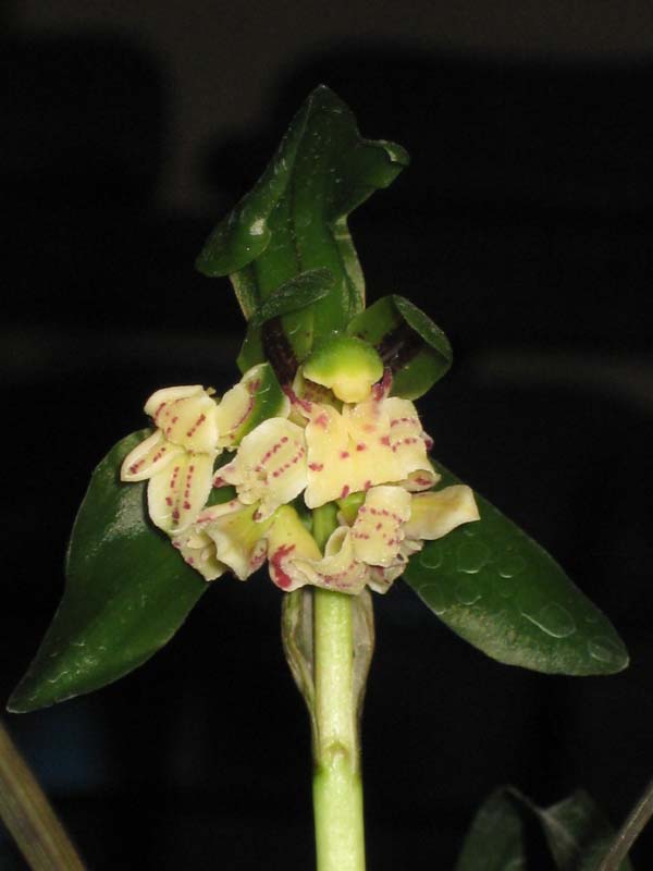 请教哪种相机拍微距效果好-摄影书画-中国兰花