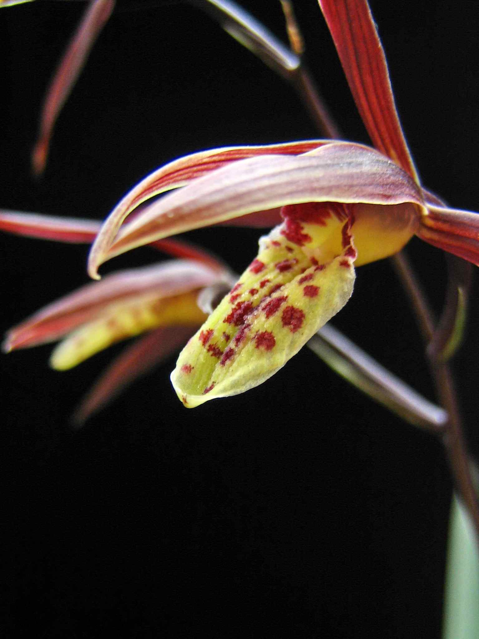 请教哪种相机拍微距效果好-摄影书画-中国兰花