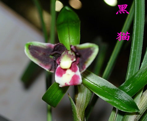 黑猫蕊蝶