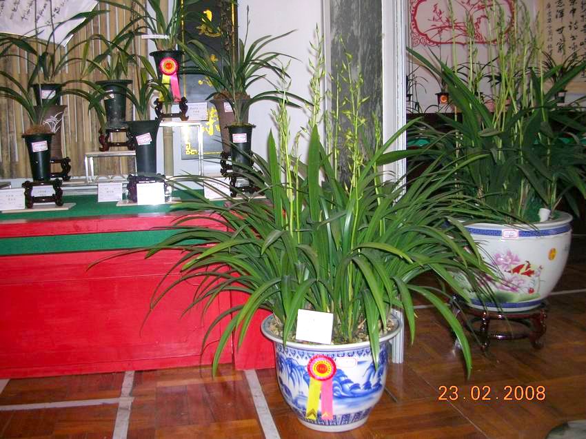 顺德陈村2008年迎春兰花博览会获奖兰花概况