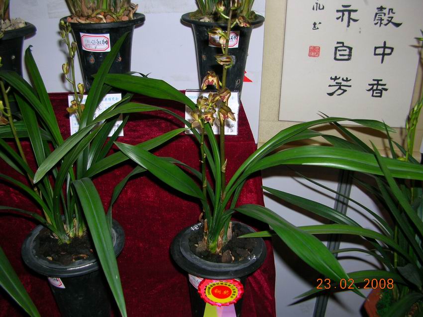 顺德陈村2008年迎春兰花博览会获奖兰花概况