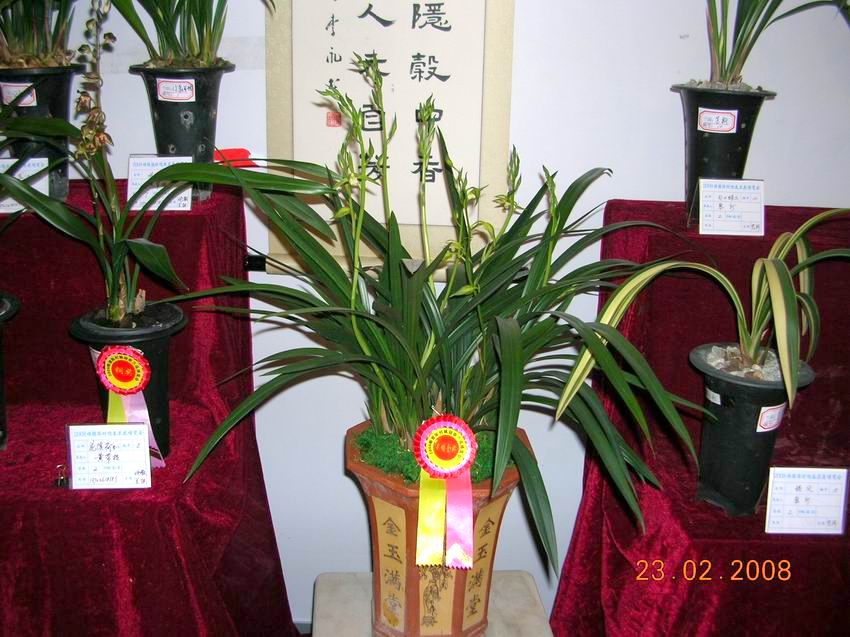 顺德陈村2008年迎春兰花博览会获奖兰花概况